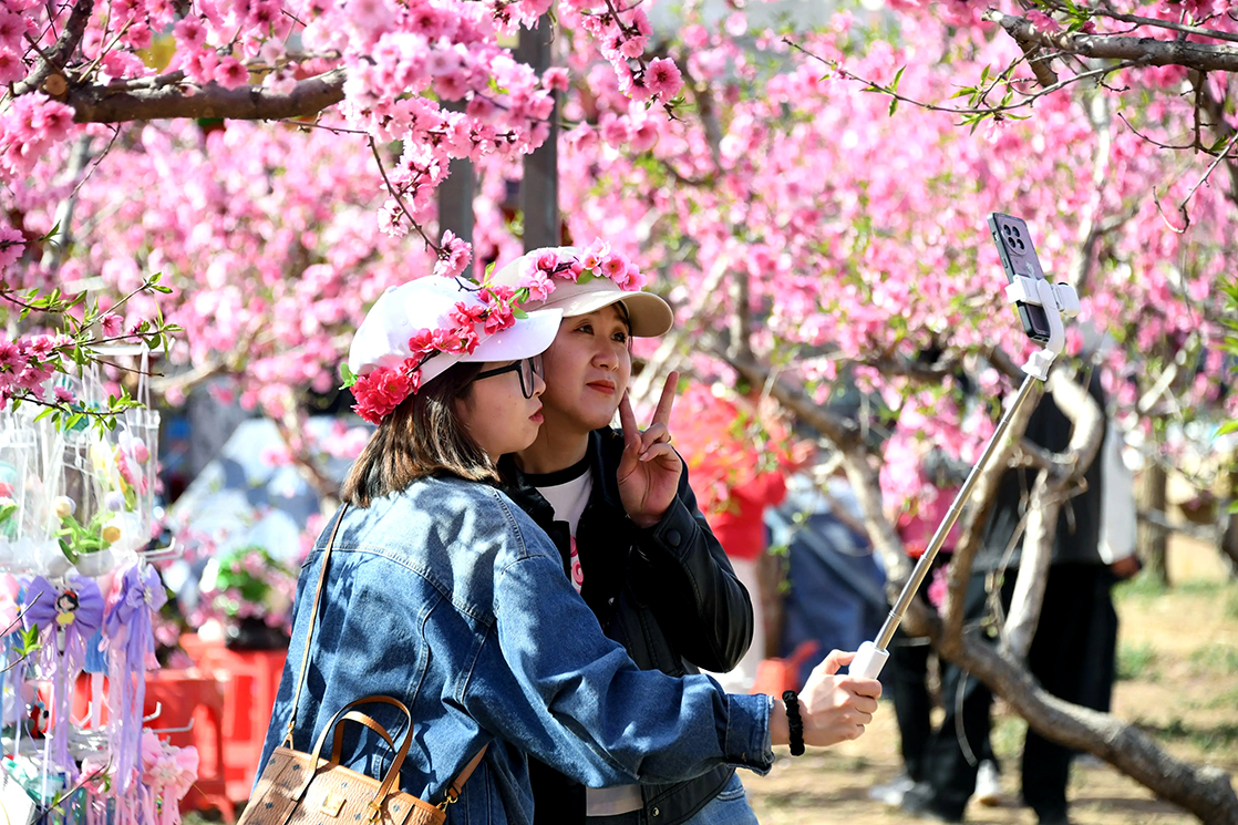 第27届北京平谷国际桃花节即将启幕 推动“爱宠+文旅”等多元融合