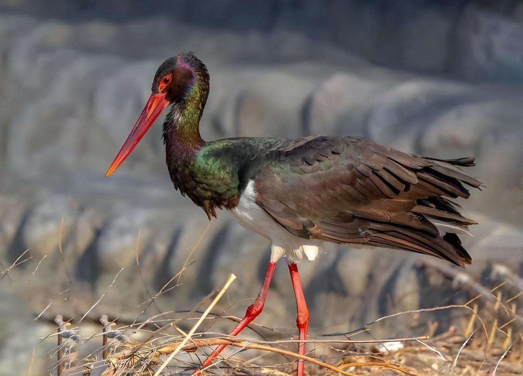 生态向好引客来 山西成344种候鸟迁徙"黄金驿站"