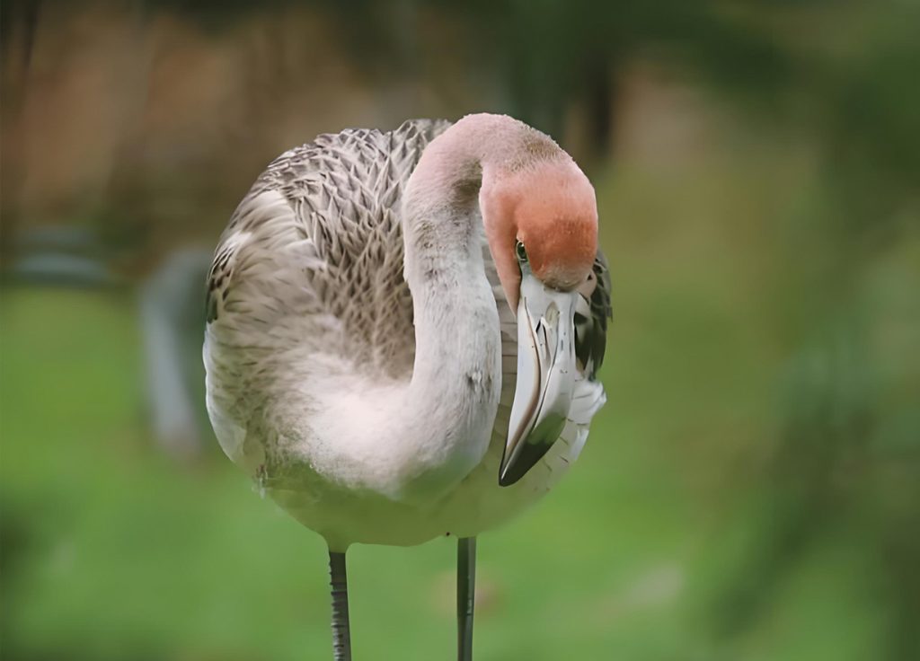 生态向好引客来 山西成344种候鸟迁徙"黄金驿站"