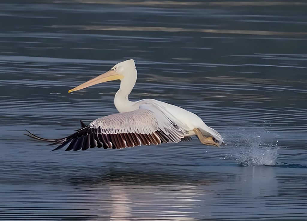 生态向好引客来 山西成344种候鸟迁徙"黄金驿站"